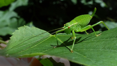 Barbitistes constrictus