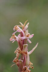 Satyrium longicauda