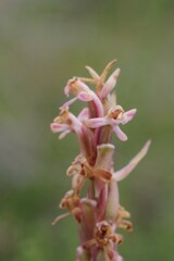 Satyrium longicauda
