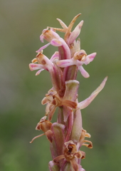 Satyrium longicauda