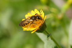 Halictus scabiosae