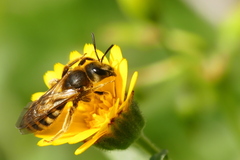 Halictus scabiosae