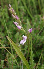 Brownleea recurvata