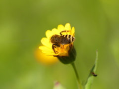 Halictus scabiosae