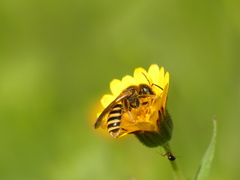 Halictus scabiosae