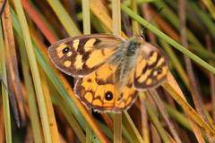 Heteronympha penelope