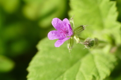 Erodium