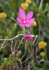Hesperantha huttonii