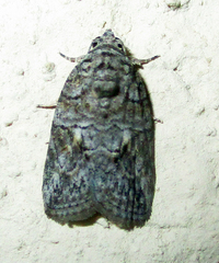 Pardasena virgulana