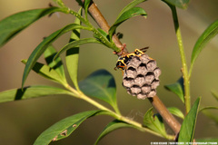 Polistes mongolicus