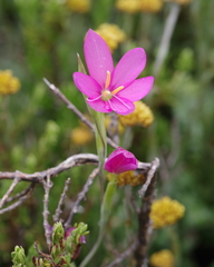 Hesperantha huttonii