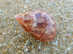 Phasianella ventricosa