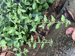 Bothriospermum zeylanicum