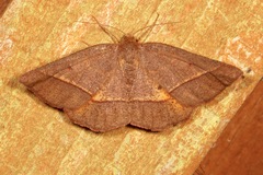 Metarranthis obfirmaria