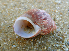 Phasianella ventricosa