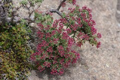 Crassula sarcocaulis