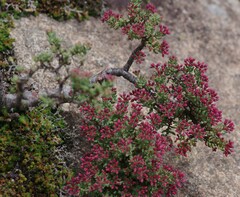 Crassula sarcocaulis