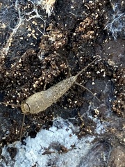 Ctenolepisma ciliatum