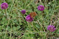 Trifolium burchellianum