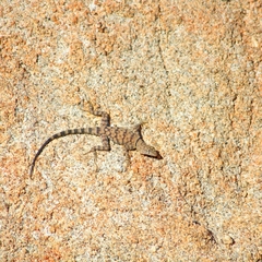 Petrosaurus mearnsi
