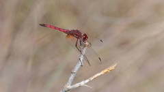 Trithemis selika
