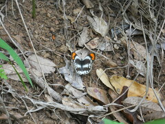 Colotis euippe omphale