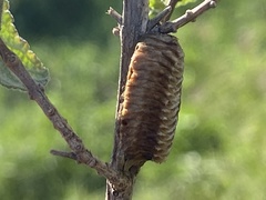 Stagmomantis resacae