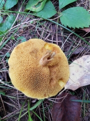 Suillus americanus image