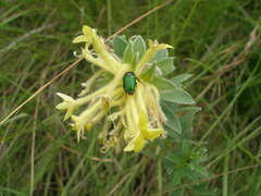 Leucocelis