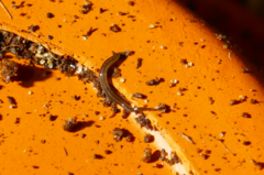 Kontikia ventrolineata