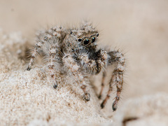 Marusyllus coreanus