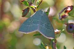 Poecilasthena euphylla