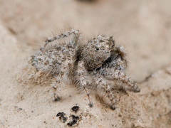 Marusyllus coreanus