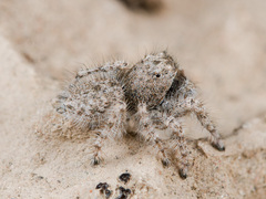 Marusyllus coreanus