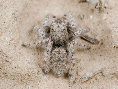 Marusyllus coreanus