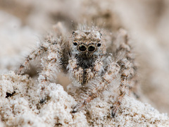 Marusyllus coreanus