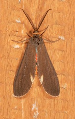 Dahana atripennis
