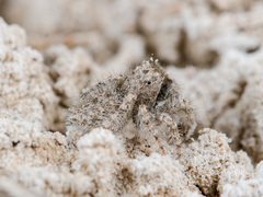 Marusyllus coreanus