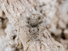 Marusyllus coreanus
