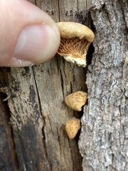 Tapinella panuoides