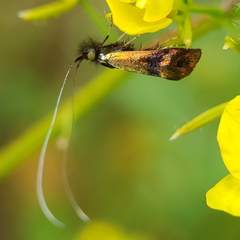 Nemophora fasciella