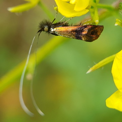 Nemophora fasciella