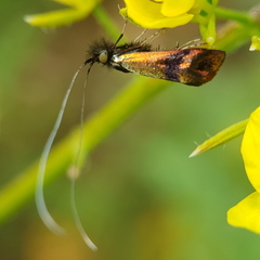 Nemophora fasciella
