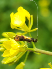Nemophora fasciella