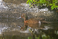 Anas chlorotis