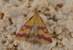 Pyrausta sanguinalis