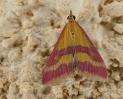 Pyrausta sanguinalis