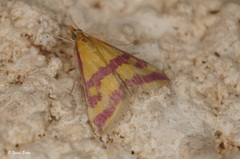 Pyrausta sanguinalis