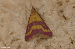Pyrausta sanguinalis
