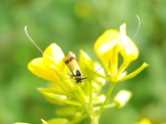 Nemophora fasciella
